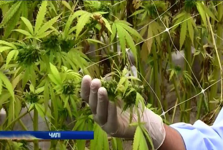 Чилі збирає врожай марихуани
