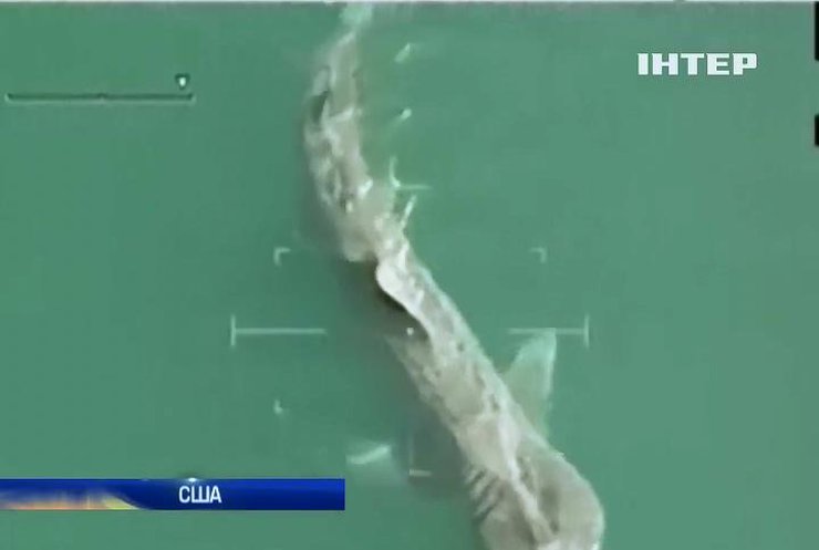 Гігантська акула злякала жителів США