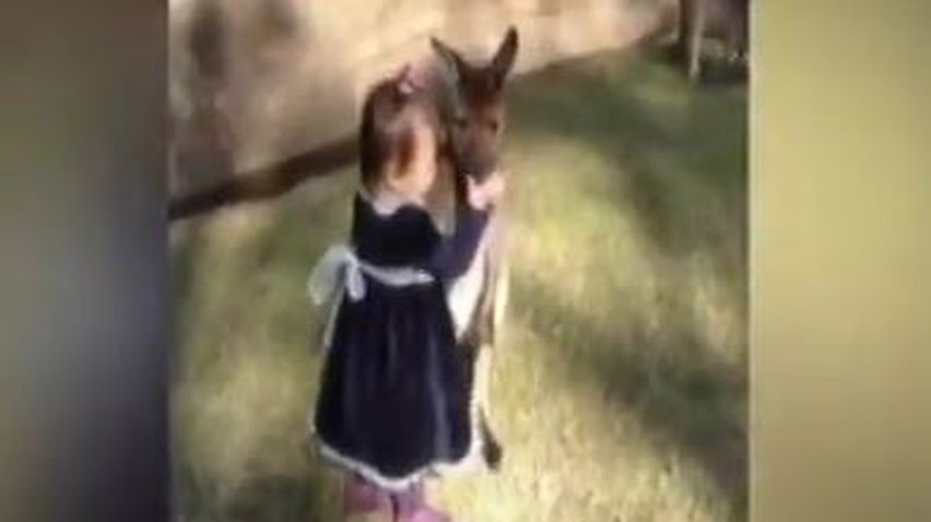 В Австралии кенгуру подружился с 2-летней девочкой (видео)
