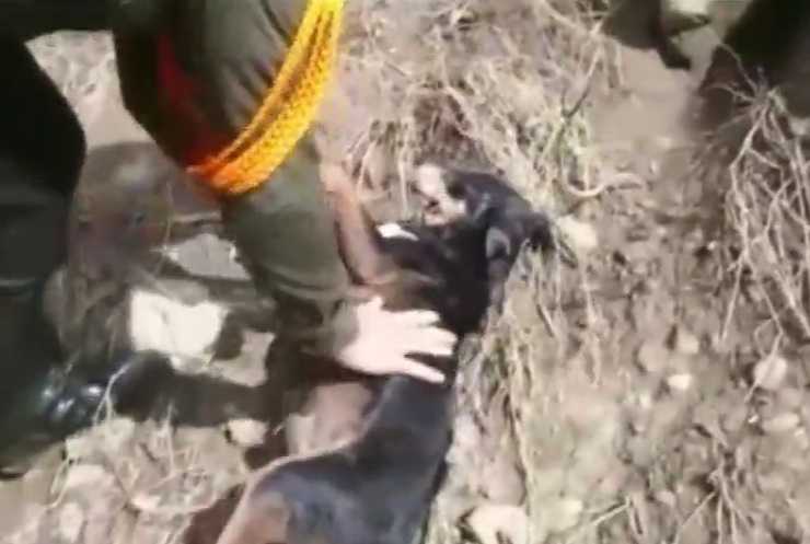 В Колумбії з ризиком для життя врятували з рікчи собаку (відео)