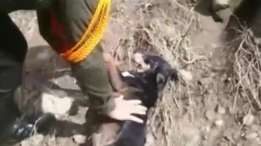 В Колумбії з ризиком для життя врятували з рікчи собаку (відео)