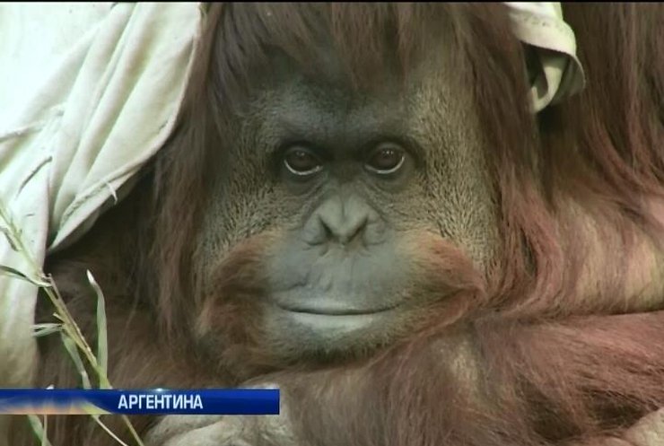 Орангутана в Аргентині визнали незаконно ув'язненим