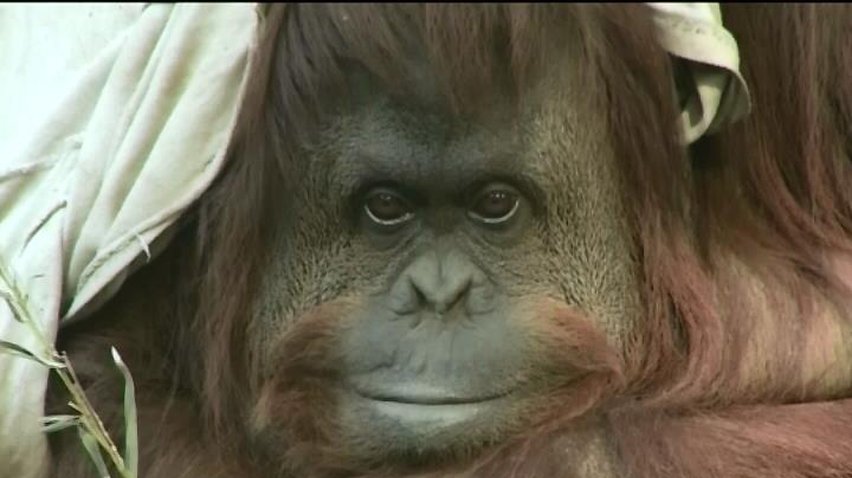 Орангутана в Аргентині визнали незаконно ув'язненим