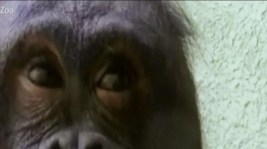 Орангутанів навчили робити селфі