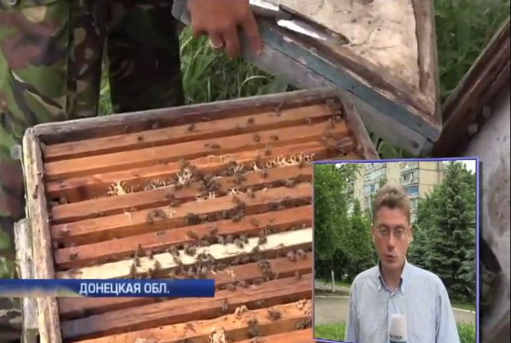 Солдаты под аэропортом Донецка завели на позициях пчел (видео)