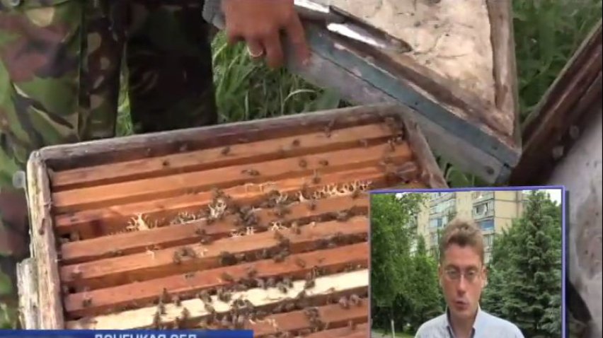 Солдаты под аэропортом Донецка завели на позициях пчел (видео)