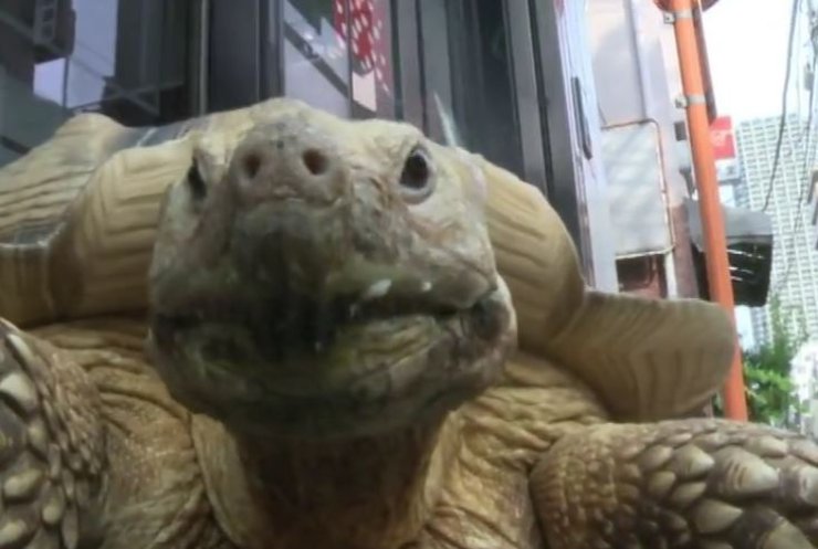 Токіо приголомшила прогулянка черепахи по місту