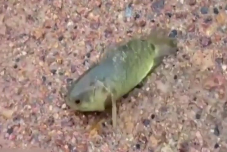 В Австралії знайшли рибу, котра дихає повітрям (відео)