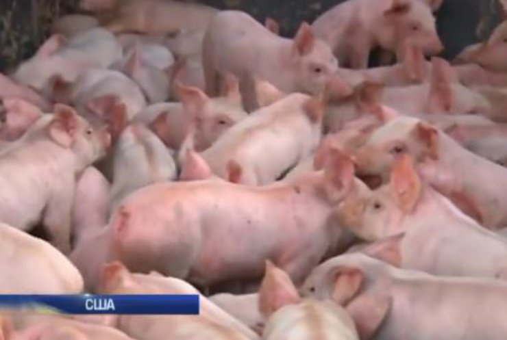 В США тисячі свиней розбилися на вантажівці