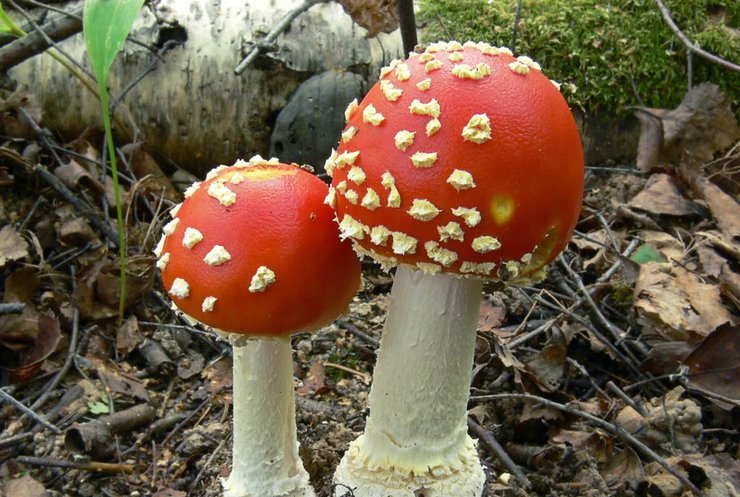 На Херсонщині троє людей отруїлися грибами