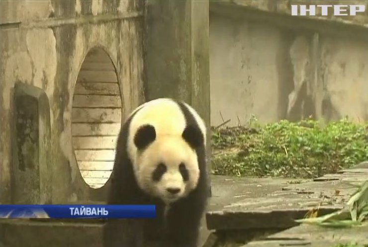 Панда на Тайване симулирует беременность ради лакомств
