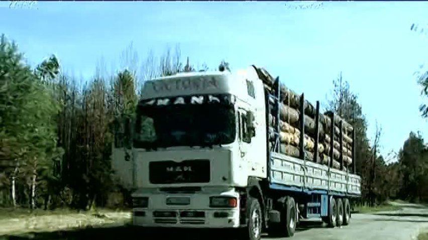 Чорнобиль могли підпалити через незаконну вирубку лісу