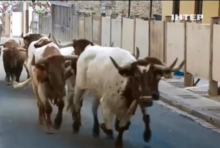В Іспанії бики затоптали туристів