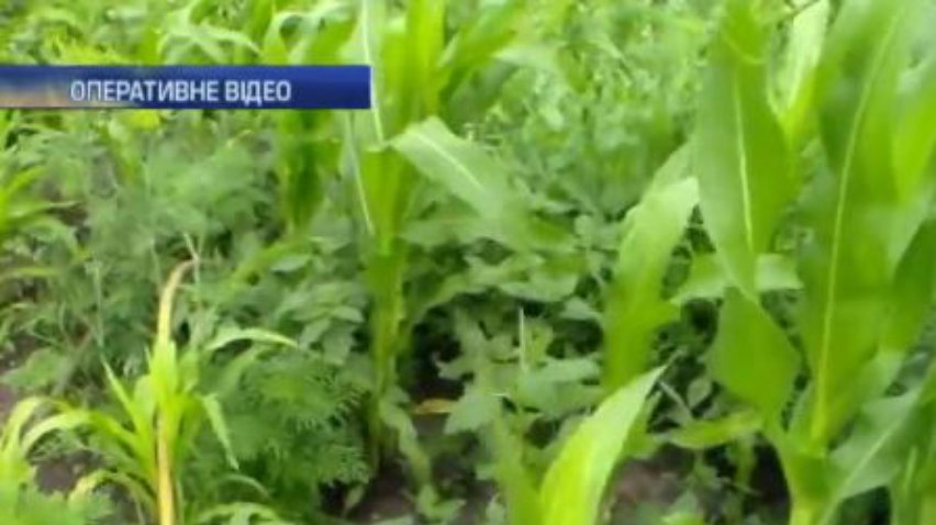 Плантацію маку на Запоріжжі ховали у кукурудзі