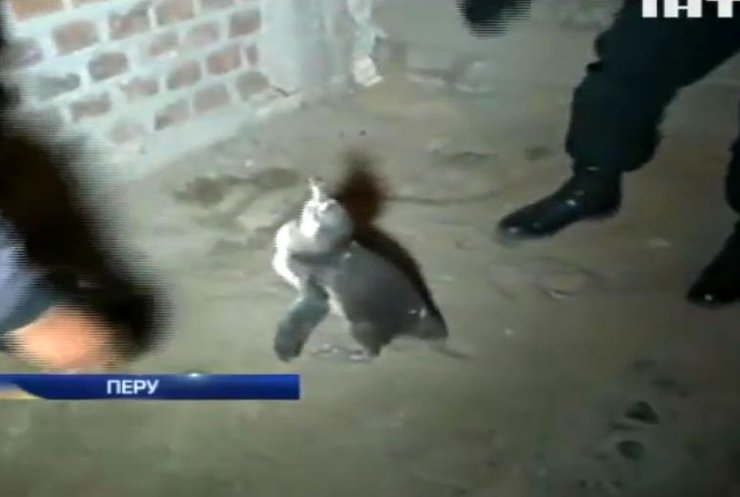 У Перу пінгвін відбивався від поліції