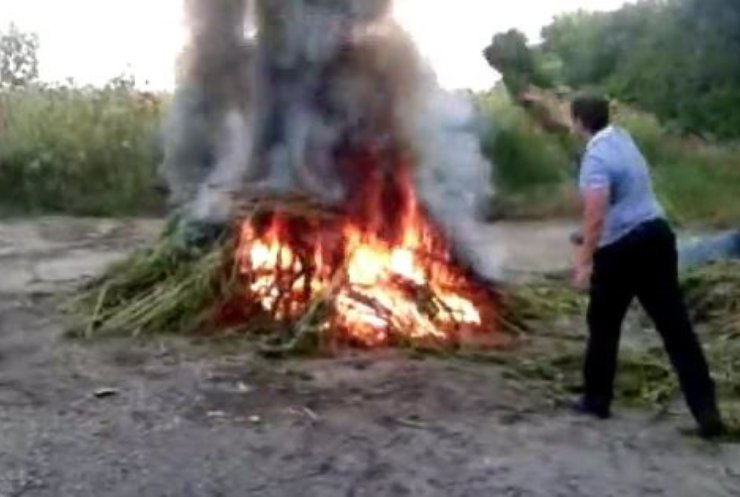 У Полтаві спалили коноплі на 15 млн. гривень