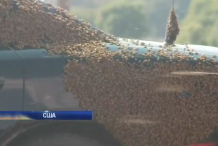 У США розбилась вантажівка з тисячами бджіл