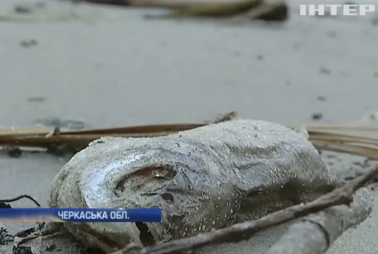 У водоймі на Черкащині гниють десятки тонн риби
