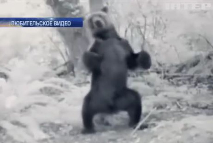 Медведь объелся грибов и пустился в пляс (видео)