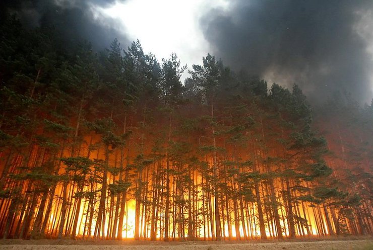 Пожежі в Сибіру: горять 119 тисяч гектарів лісу
