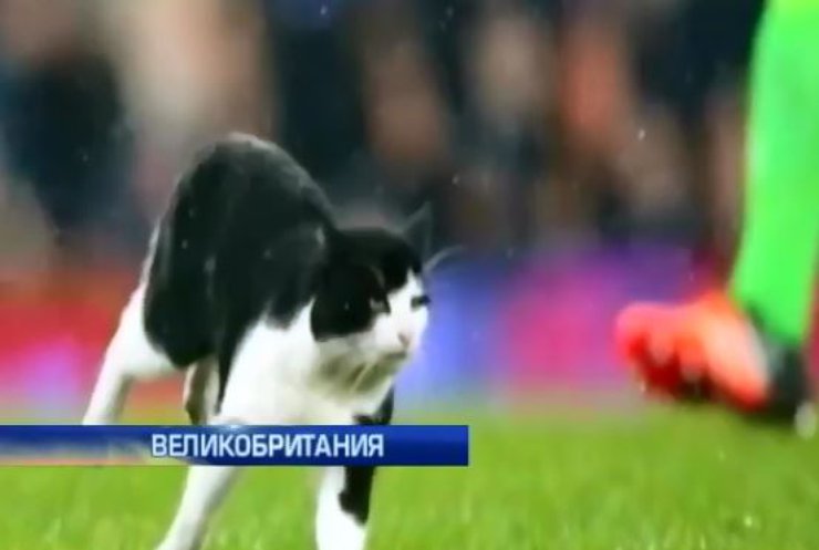 В Англии кот сорвал аплодисменты на футбольном матче (видео)