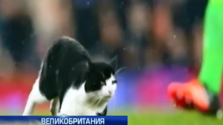 В Англии кот сорвал аплодисменты на футбольном матче (видео)