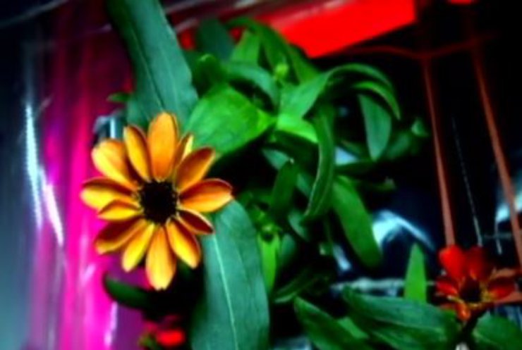 На МКС расцвели цветы (видео)