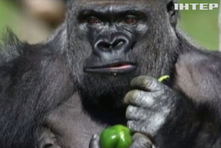 В зоопарку Лондона з вольєра втекла горила