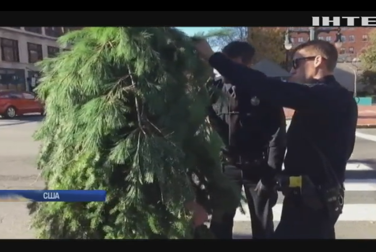 В США полиция арестовала дерево