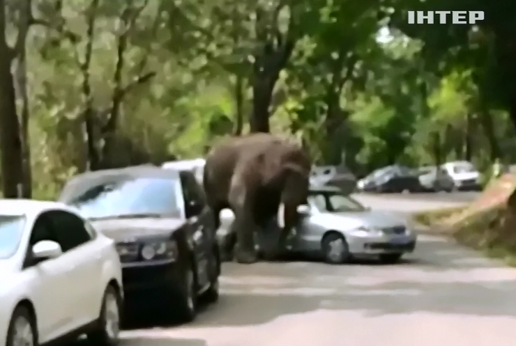 У Китаї розлючений слон розтрощив 20 машин