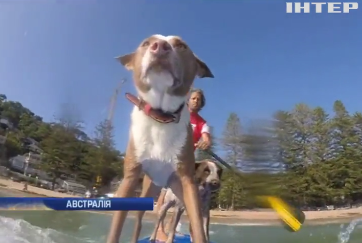 Австралієць підкорює хвилі разом із собаками (відео)