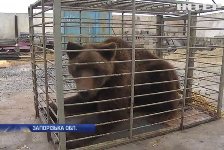 На Запоріжжі зоозахисники врятували з полону ведмедя