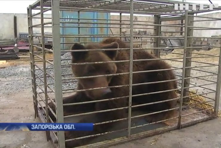 На Запоріжжі ведмедя врятували від голодної смерті