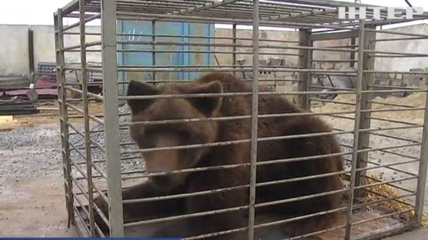 На Запоріжжі зоозахисники врятували з полону ведмедя