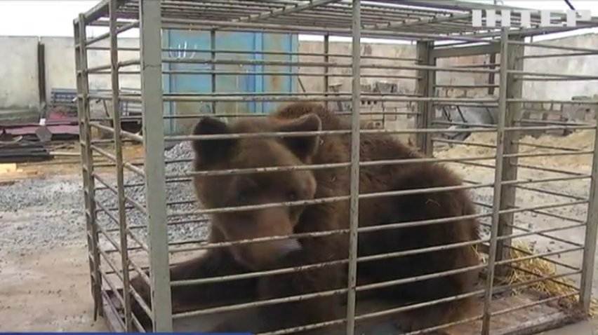 На Запоріжжі ведмедя врятували від голодної смерті