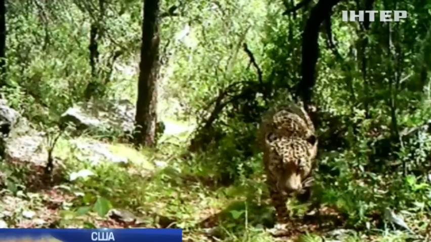 У США знайшли останнього дикого ягуара