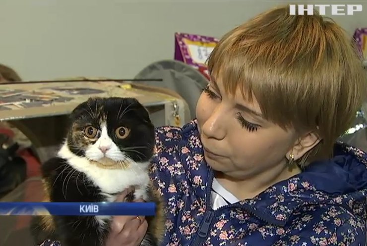 У Києві відзначають Міжнародний день котів (відео)