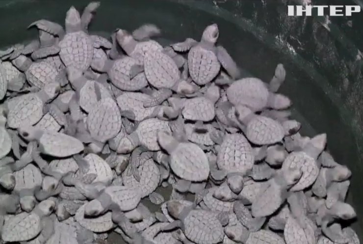 На Філіппінах терміново рятують вимираючих черепах