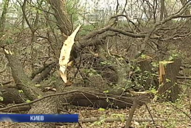 В парке Киева браконьеры вырубают деревья