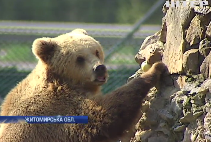 На Житомирщині рятують бурих ведмедів від знущань у притулках
