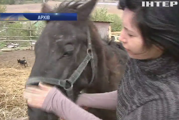 На Дніпропетровщині рясна злива знищила притулок для коней
