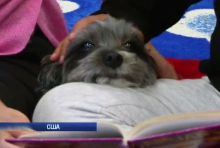 У Нью-Йорку собаки допомагають навчати дітей мігрантів