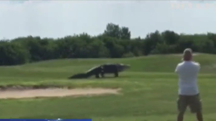 В США пятиметровый аллигатор распугал гольфистов 