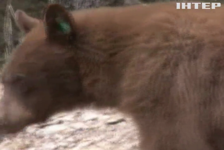 У США ведмідь накинувся на учасницю марафону