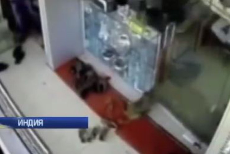В Индии обезьяна ограбила ювелирный магазин