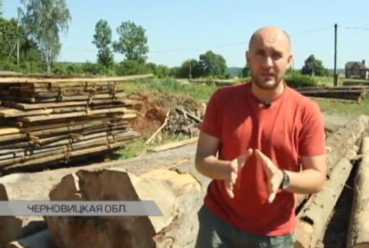 На Буковине лесная мафия массово вывозит дерево за границу