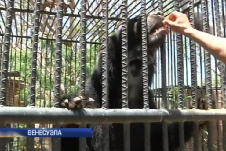 В зоопарках Венесуэлы от голода гибнут животные