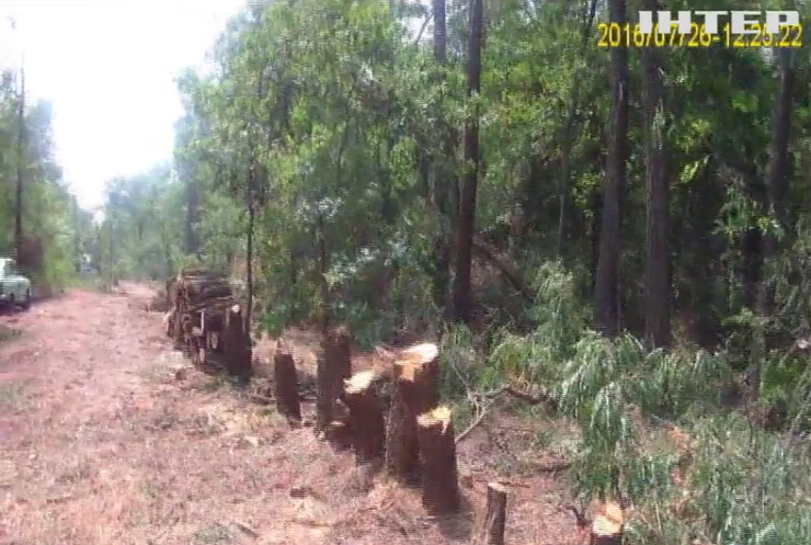 Під Дніпром за тиждень вирубали понад тисячу дерев 