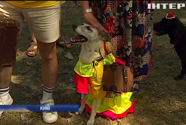 У Києві відбулась виставка-конкурс безпородних собак