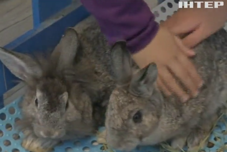 У Гонконзі відкрили кафе із кроликами